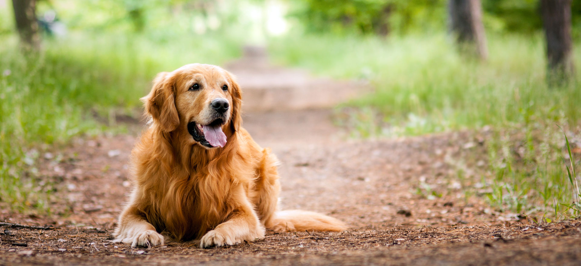 Come Riconoscere E Curare La Dermatite Nel Cane