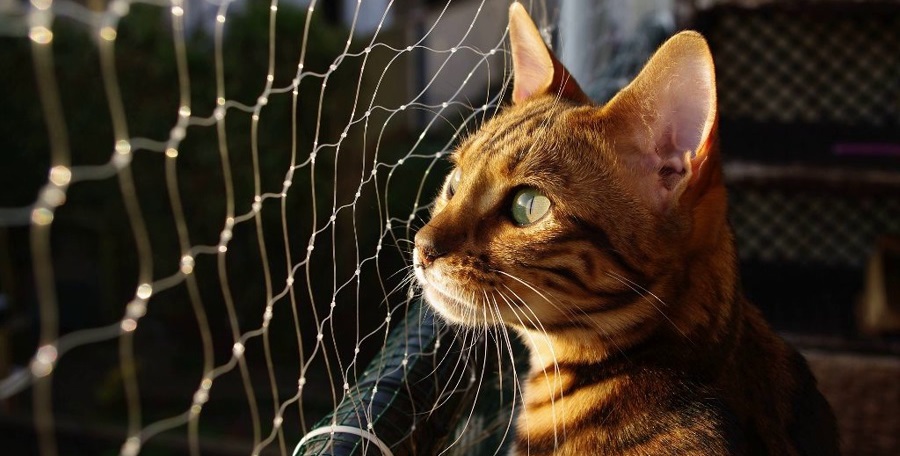 Rete protettiva per gatti in plastica rete di protezione per animali  domestici robusta copertura sicura per balconi finestre