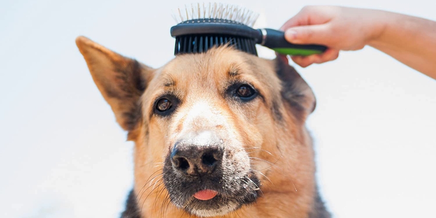 Spazzola per cani a pelo corto per la rimozione del pelo morto